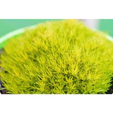 Image result for Sagina