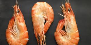 Biology white shrimp grow fairly fast, depending on factors such as water temperature and salinity, and can reach up to 7 or 8 inches in length. 6 Disgusting Facts About Shrimp