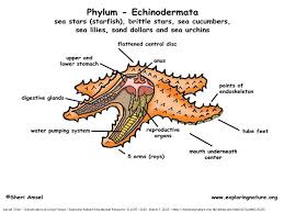 6 L 4b 1 Common Characteristics Of Vertebrates Invertebrates