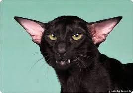 cat oriental cat photo koshka orientalnaya koshka foto samye milye zhivotnye sumasshedshie koshki koshachi fotografii