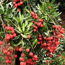 Growing asparagus aethiopicus asparagus aethiopicus is grown as an indoor plant in cooler climates, or as an ornamental garden plant in urban gardens, rockeries or in pots. Plant It Hawaii