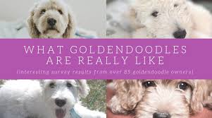 Goldendoodle Temperament Take It From 90 Goldendoodle Parents