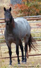 Blue Roan Horse Color Genetics Descriptions Photos