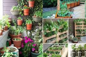 Usaha menjual bibit tanaman memang bukanlah jenis usaha yang mudah dijalankan untuk pemula. 5 Tanaman Herbal Penghias Balkon Rumahmu