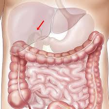 Organ sistem perkemihan dan fungsinya. 5 Fungsi Empedu Pada Sistem Pencernaan Tubuh Manusia Health Liputan6 Com