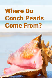 Visit the pearl farms with pure pearls and learn about modern pearl culturing and nucleation methods. Where Do Conch Pearls Come From Finding The Rarest Pearl In The World Gem Rock Auctions
