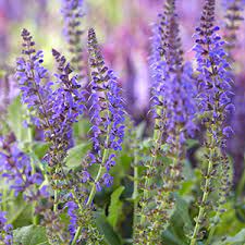 Your guide to fall and spring perennial cutbacks and pruning. Perennial Flowers Bloom Guide Costa Farms
