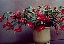 See more ideas about cactus, cactus plants, plants. Indoor Plants Christmas Cactus Schlumbergera Photo Characteristics And Cultivation Growing And Description