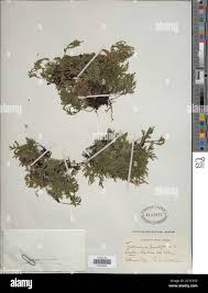 Image result for Polyphlebium borbonicum