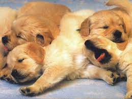 Dog Pups Free A Pile Of Puppies Free Dog Puppies Wallpaper Computer Desktop Puppies Sleeping Puppies Puppy Backgrounds