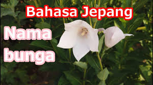 Mencari arti nama nama bayi bunga saat ini sudah semakin dimudahkan dengan adanya internet. Belajar Bahasa Jepang 783 Bunga Nama Kikyo Ini Adalah Pengenalan Nama Bunga ã‚­ã‚­ãƒ§ã‚¦ã¨ã„ã†åå‰ã®èŠ±ã®ç´¹ä»‹ã§ã™ Youtube