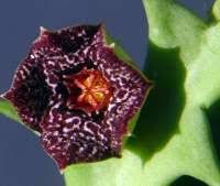 Image result for Orbea paradoxa