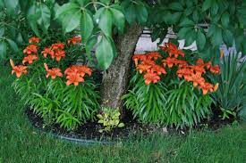 lys asiatiques lys asiatiques fleur jardin jardins