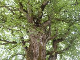 The planting of cherry trees in washington dc originated in 1912 as a gift of friendship to the people of the united states from the people of japan. Honoring George Washington The Washington Elm On The State Capitol Campus Thurstontalk