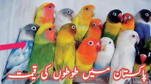 Parrots Price In Pakistan Prices Of Birds Bird Price List Youtube