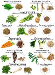 Image result for Apiaceae