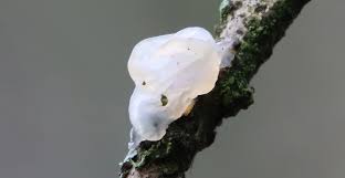 Image result for Exidia nucleata