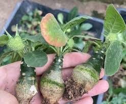 Image result for Dorstenia schliebenii