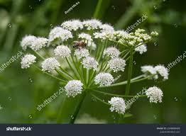 Image result for Oenanthe procumbens