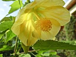 Image result for Abutilon longicuspe