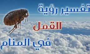 القمل في المنام لابن سيرين وابن شاهين إيجي برس