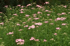 Image result for Achillea