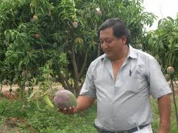 Cara membuat baja organik cecair sebagai baja buah. 10 Resepi Baja Organik Viral Dari Bahan Bahan Yang Mudah Dan Murah Impiana