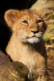 I Want To Hold And Hug A Baby Lion End Of Story Animals Beautiful Animals Wild Beautiful Cats