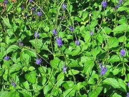 Image result for Stachytarpheta urticifolia