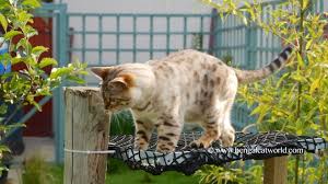 Besides, they tend to groom. Lula In Her Hammock Bengal Cat World