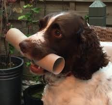 English Springer Spaniel Wikipedia