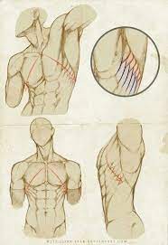 Keep in mind this is a stylized and. Men 39 S Drawing Torso Drawing Body Studies Muscles Drawing Character De Character Drawing Muscles Anatomy Art Human Figure Drawing Anatomy Sketches