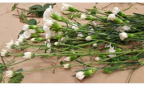 Check spelling or type a new query. Local Cut Flowers Flowers And Plants Montreal S Public Markets
