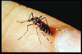 Apr 30, 2021 · asian tiger mosquito depending on the species, region, and time of year, a single mosquito can be expected to live anywhere from a week to up to four weeks. Mosquito