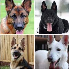 Check spelling or type a new query. German Shepherd Coat Colors The Different Colors Patterns Genetics Of Colors