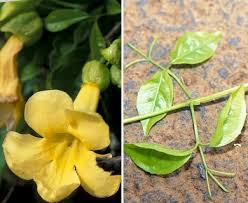 Image result for Dolichandra unguis-cati