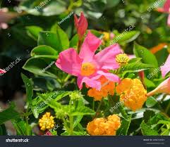 Image result for dipladenie žlutá obrázek