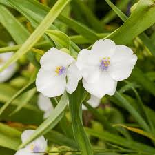 Image result for Commelinaceae