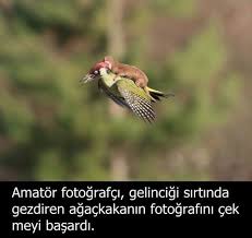 T O Kendini Kurtarmaya Calisan Agackakan Nadide Fotograflar Fotograf Hayvanlar