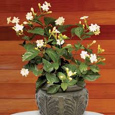 Image result for Jasminum bakeri