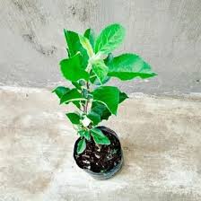 Maybe you would like to learn more about one of these? Jual Produk Tanaman Buah Apel Anna Termurah Dan Terlengkap Agustus 2021 Bukalapak