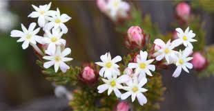 Image result for Gnidia virescens