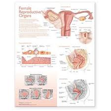 Atlas Of Anatomy Female Reproductive Organs Chart Laminated