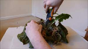 Reviving My Gerbera Plant Plus Repotting Youtube