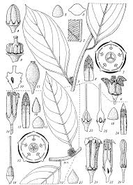 Image result for Strombosia