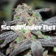 Seedsman is our third most recommended marijuana seed bank to buy seeds. Seed Bank Reviews Seedbankreviews Twitter
