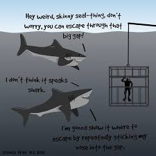 Sharks Are Nice Guys Funny Funny Memes Funny Pictures