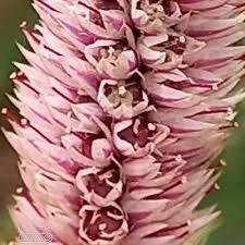 Pokok yang tumbuh liar ini sangat cepat membiak dan pertumbuhannya sangat pantas. Pokok Bunga Balung Ayam Celosia Argentea