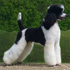 Sherri is the owner/moderator of the standard poodle fb group, and the blog site justdogswithsherri. The Parti Poodle Club For Parti Phantom Poodle Enthusiasts
