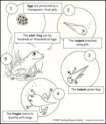 Art Room 104 Photo Booth Frogs Science Life Cycles Frog Life Life Cycles
